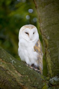 Barn Owl