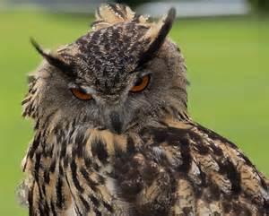 eurasian eagle owl