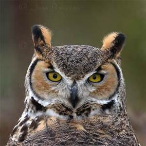 great horned owl
